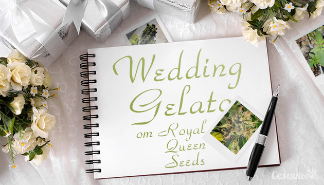 Выращивание сорта конопли Wedding Gelato в ауте