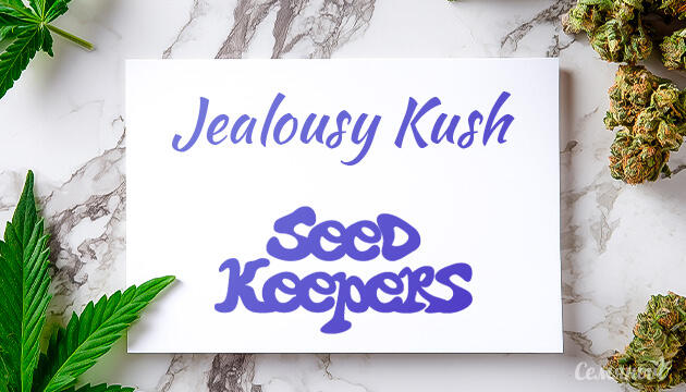 Гроурепорт сорта Jealousy Kush от Seedkeepers