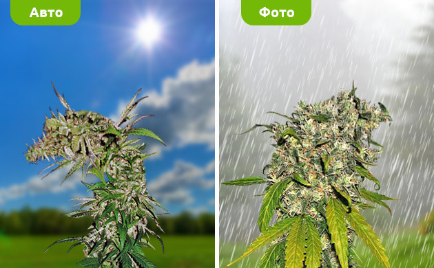 Восстановление авто и фото сортов после стресса