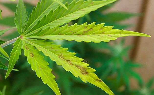 Симптомы дефицита фосфора у каннабиса