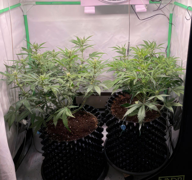 Кусты Apricot Auto от FastBuds на 5 неделе