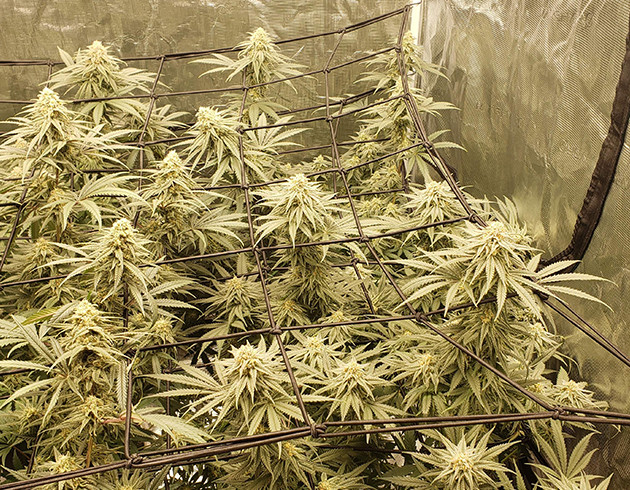 Сетки ScrOG на цветущими кустами