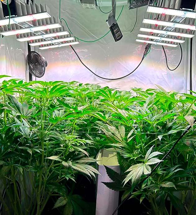 Persian Pie от Green House Seeds