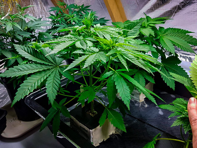 Стимуляция роста куста Shiskaberry