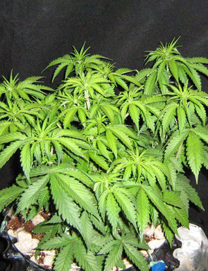 Растягивание ветвей куста каннабиса