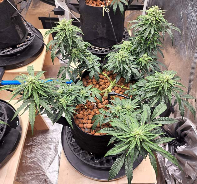 Куст на 7 неделе выращивания