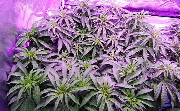 Куст на 7 неделе выращивания