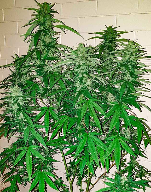 подготовка к харвесту Pineapple Chunk