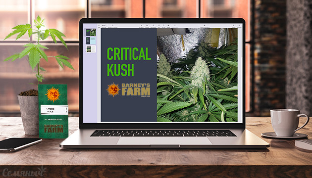 Выращивание сорта Critical Kush в индоре