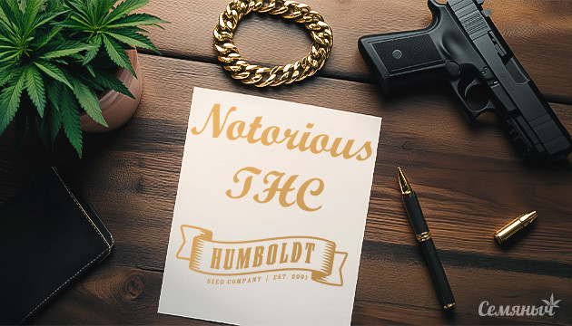 Опыт выращивания конопли Notorious THC