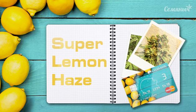 Выращивание сорта Super Lemon Haze