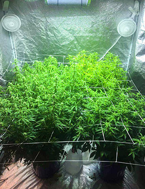 Пышные кусты в боксе