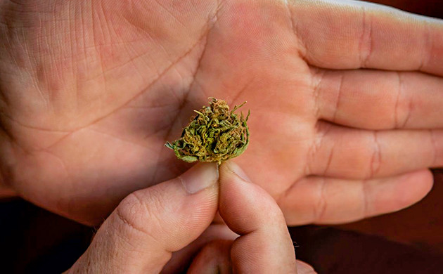 Умеренное потребление каннабиса: ключ к предотвращению негативных последствий