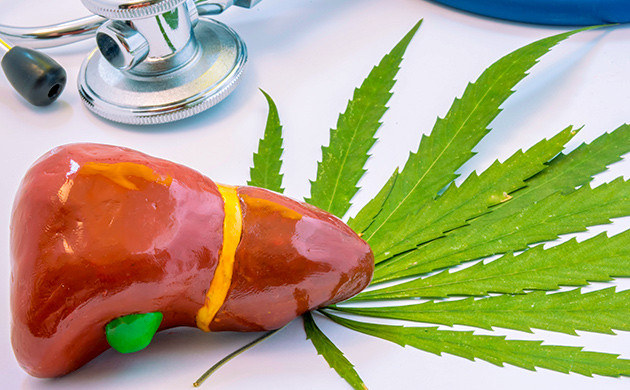 ТГК и КБД: воздействие на метаболизм печени