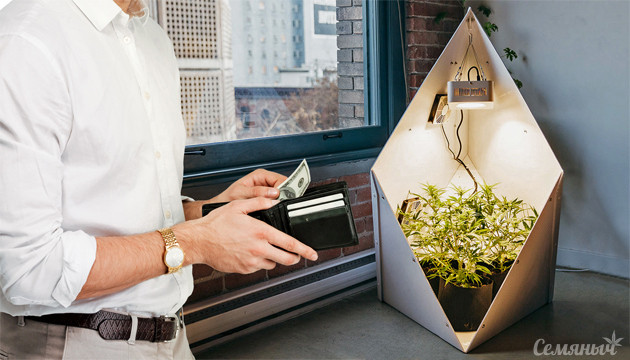 Стоимость выращивания марихуаны