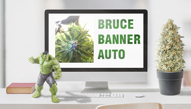 Выращивание сорта Bruce Banner Auto fem