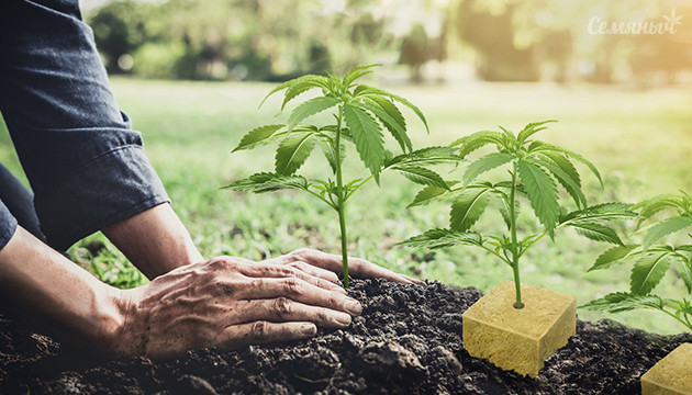 Высадка клонов в открытый грунт