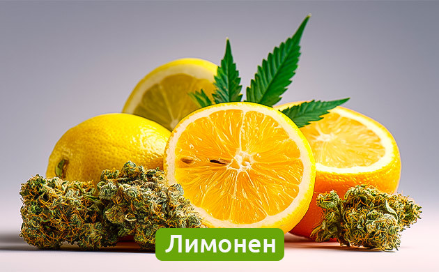 Терпены лимонен в цитрусовых и конопле
