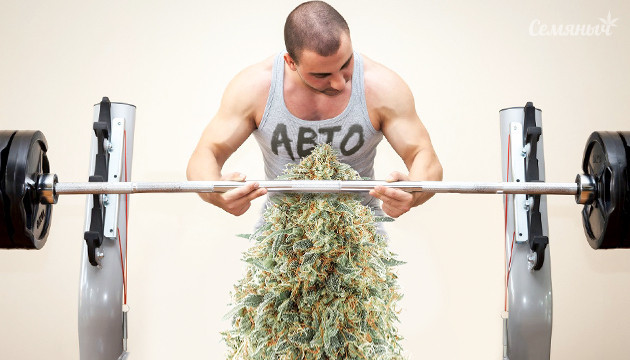 Техники тренировки для автоцветущих сортов марихуаны