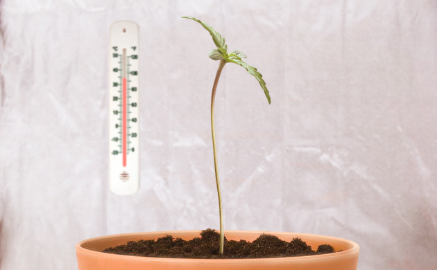 Температура для саженцев каннабиса