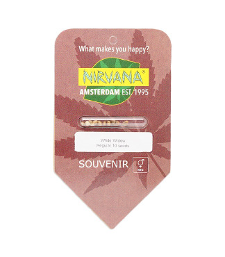 White Widow regular (Nirvana Seeds)