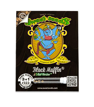 Black Muffin F1 Fast Version fem (Sweet Seeds)