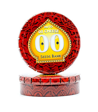 Auto 00 Cheese (Auto 00 Hashchis) fem (00 Seeds)