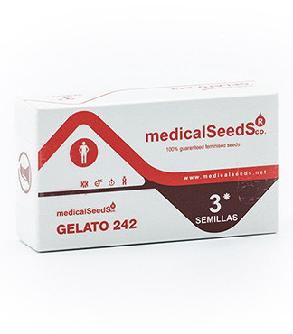 Gelato 242 fem (Medical Seeds)
