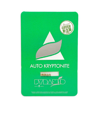 Auto Kryptonite fem (Pyramid Seeds)