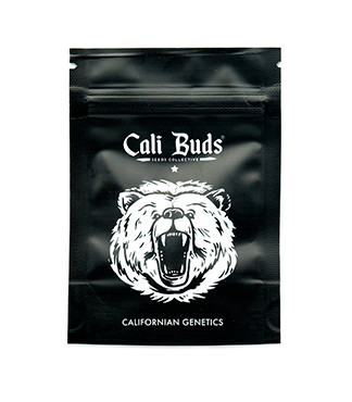 Ice Cream Ghost Train fem (Cali Buds Seeds)