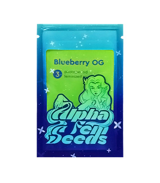 Blueberry OG fem (AlphaFem Seeds)