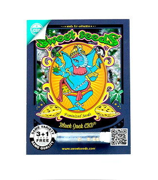 Black Jack CBD fem (Sweet Seeds)