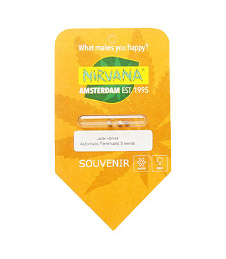 Jock Horror Automatic fem (Nirvana Seeds)