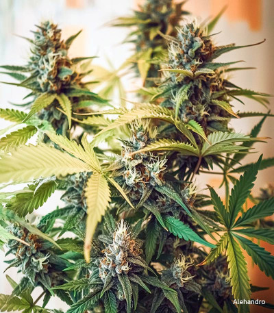 Семена сорта Cookies auto fem (FastBuds)