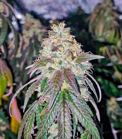 Семена сорта Polar Gelato fem (Silent Seeds)