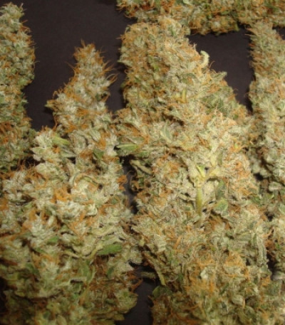 Семена сорта Royal Cheese fem (Fast Flowering)