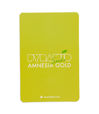 Семена сорта Amnesia Gold fem (Pyramid Seeds)