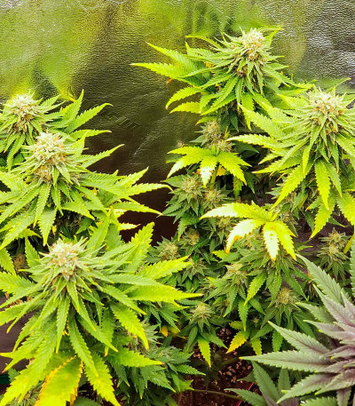 Семена сорта Ultimate Chemdog Fast Version fem (Семяныч)