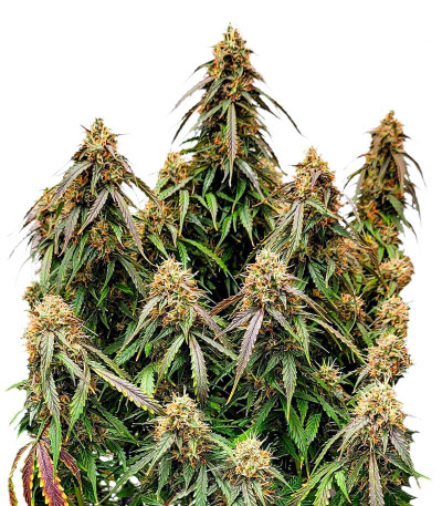 Семена сорта Auto Power Plant (Dutch Passion)