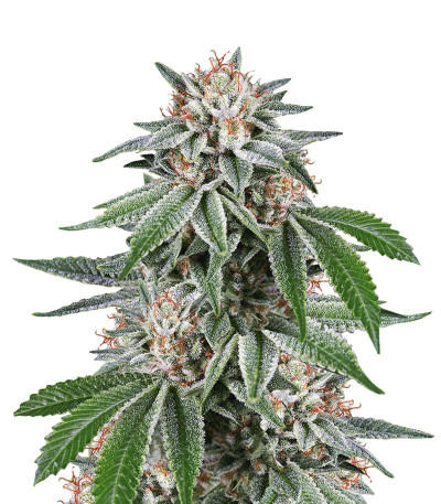 Семена Gorilla шишки