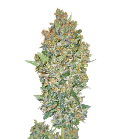 Семена сорта Cheese Berry fem