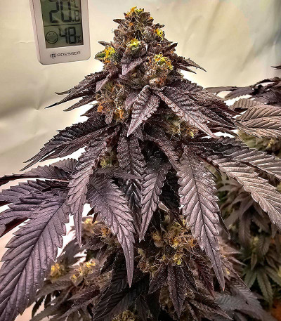 Семена сорта Black Cherry Gushers fem от Barney's Farm