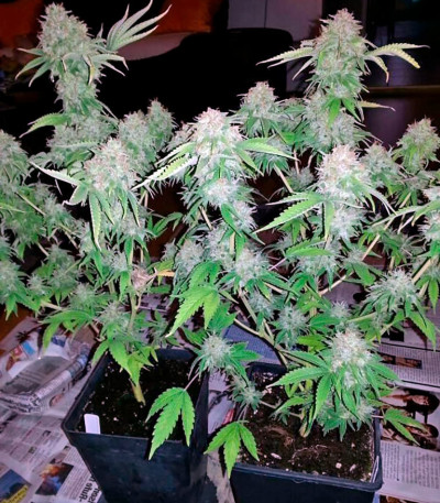 Семена сорта Dutch Dragon fem (Paradise Seeds)