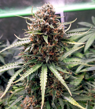 Семена сорта Scout Cookies auto fem (Семяныч)