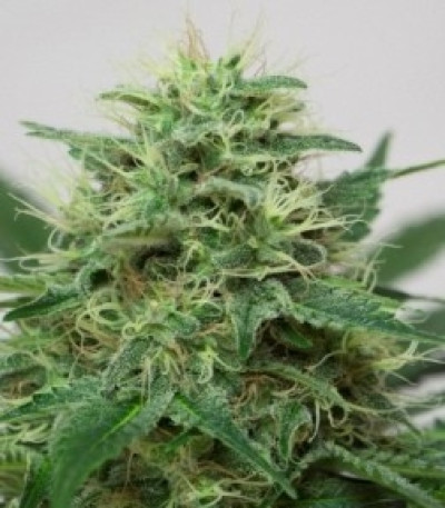 Семена сорта Somango XL fem (Royal Queen Seeds)