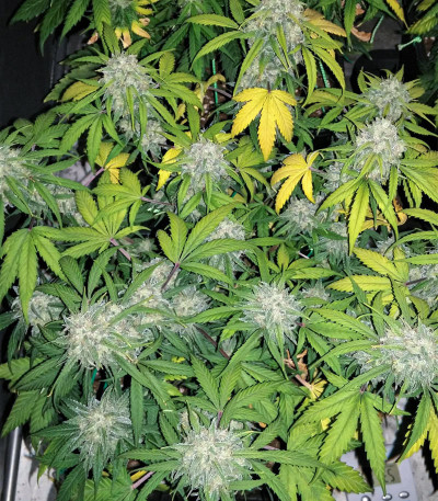 Семена сорта StarRyder Auto fem (Dutch Passion)