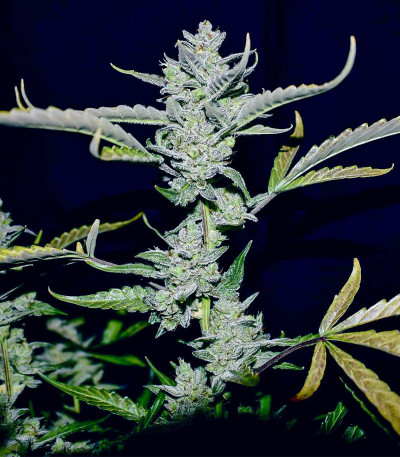 Семена сорта Amnesia Zkittlez Auto fem (FastBuds)