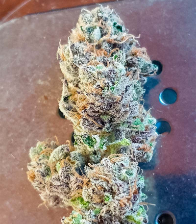 Семена сорта Purple Punch (00 Seeds)