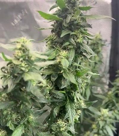 Семена сорта DDoS #33 fem (Herbies Seeds)