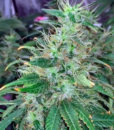 Семена сорта 00 Kush fem (00 Seeds)